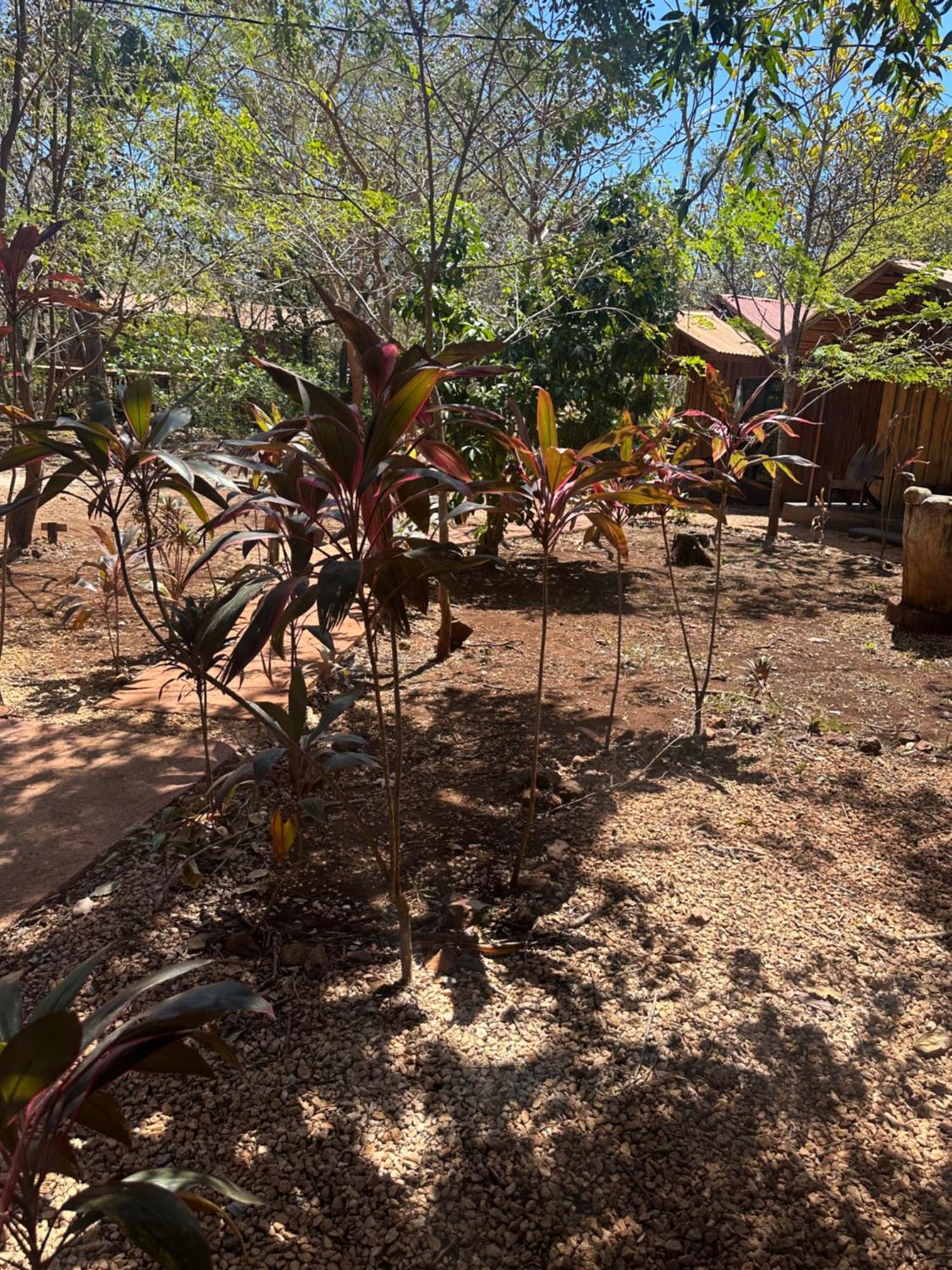 Finca Avellanas Lorena Ngoại thất bức ảnh