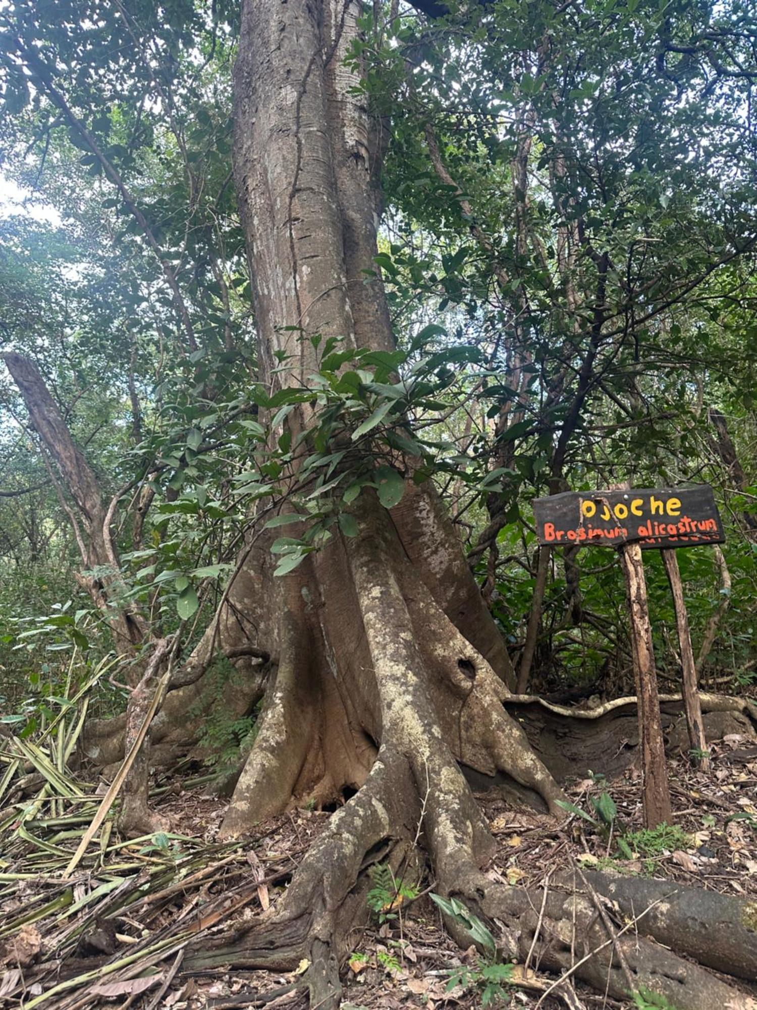 Finca Avellanas Lorena Ngoại thất bức ảnh